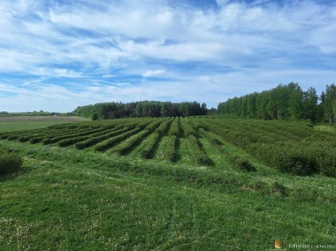 Nieruchomość rolna 2,95 ha Pękoszew gm. Kowiesy-1