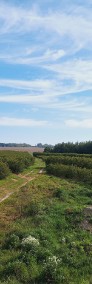 Nieruchomość rolna 2,95 ha Pękoszew gm. Kowiesy-4