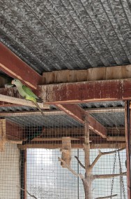 Papugi tarczowe barabandy-2
