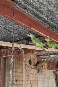 Papugi tarczowe barabandy-3