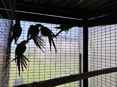 Papugi tarczowe barabandy-1