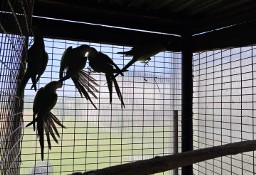 Papugi tarczowe barabandy