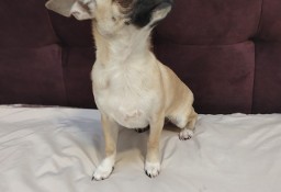 Suczka Chihuahua