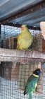 Papuga górska pastel 23r samica