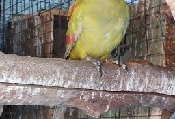 Papuga górska pastel 23r samica