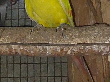 Papuga górska pastel 20r samiec-1