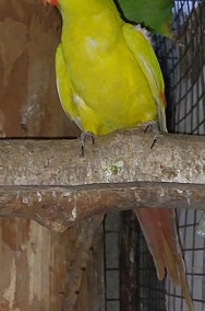 Papuga górska pastel 20r samiec-2