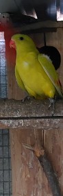 Papuga górska pastel 20r samiec-3