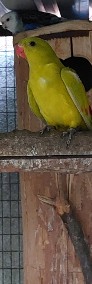 Papuga górska pastel 20r samiec-4