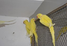 Papugi aleksandretty obrożne żółte lutino, białe i turkusowe