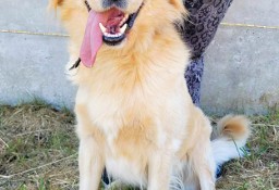 BRUNO - piękny psiak w typie goldena szuka domu