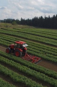 Winorośl deserowa o dużych owocach Ładannyj - 2. Sadzonki winorośli 1,2m-2