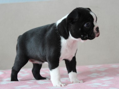 BOSTON TERRIER  ZKwP  FCI po: DOMINO Don Chesa Lu Grande-1