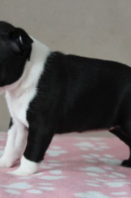 BOSTON TERRIER  ZKwP  FCI po: DOMINO Don Chesa Lu Grande-2