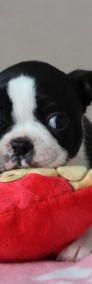 BOSTON TERRIER  ZKwP  FCI po: DOMINO Don Chesa Lu Grande-3