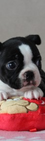 BOSTON TERRIER  ZKwP  FCI po: DOMINO Don Chesa Lu Grande-4