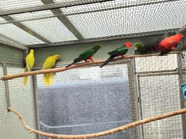 Papuga Królewska , Szkarłatka  szczepak ma żółty-1