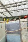 Papuga Królewska , Szkarłatka  szczepak ma żółty