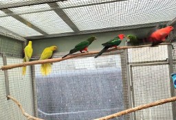 Papuga Królewska , Szkarłatka żółta i szczepak