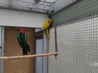 Papuga Królewska , Szkarłatka  szczepak ma żółty-2