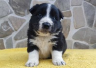 Piękna Rasowa Suczka Border Collie z pełną dok. hodowli