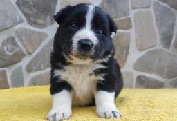 Piękna Rasowa Suczka Border Collie z pełną dok. hodowli