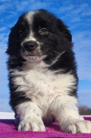 Piękna Rasowa Suczka Border Collie z pełną dok. hodowli-2