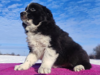 Piękna Rasowa Suczka Border Collie z pełną dok. hodowli-1