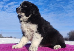 Piękna Rasowa Suczka Border Collie z pełną dok. hodowli