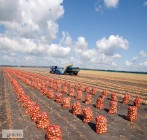 Ukraina.Warzywa,ziemniaki 0,25 zl/kg.Grunty rolne 150 zl/ha.Oferujemy