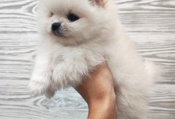 Szpic miniaturowy pomeranian 