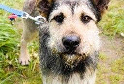 MORUSEK - cudny psiak w typie terriera do adopcji