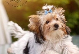 Karisa Biewer Yorkshire Terrier - suczka york