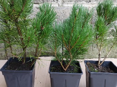 Kosodrzewina sadzonki w doniczkach Pinus mugo-1