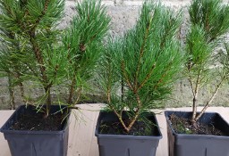 Kosodrzewina sadzonki w doniczkach Pinus mugo