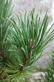 Kosodrzewina sadzonki w doniczkach Pinus mugo-2