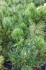 Kosodrzewina sadzonki w doniczkach Pinus mugo-3