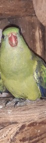 Papuga górska 21r samce/samice niespokrewnione-4