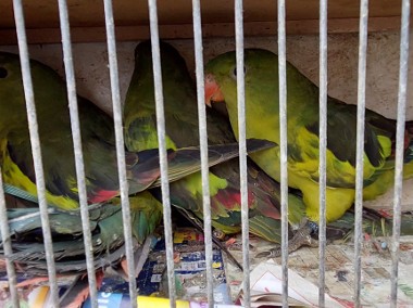 Papuga górska 21r samce/samice niespokrewnione-1