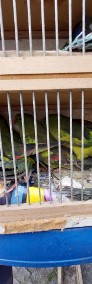 Papuga górska 21r samce/samice niespokrewnione-3