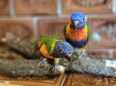 Papugi ręcznie karmione Dwa gatunki. Rudosterki i LORYSY tęczowe -1