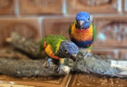 Papugi ręcznie karmione Dwa gatunki. Rudosterki i LORYSY tęczowe 