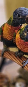 Papugi ręcznie karmione Dwa gatunki. Rudosterki i LORYSY tęczowe -3
