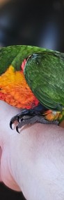 Papugi ręcznie karmione Dwa gatunki. Rudosterki i LORYSY tęczowe -4