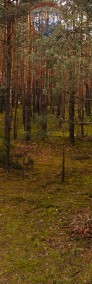 Działka budowlana w lesie - Ziewanice gmina Głowno-3