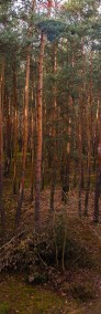 Działka budowlana w lesie - Ziewanice gmina Głowno-4