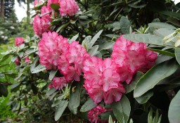 Różanecznik Ann Lindsay/Rhododendron 'Ann Lindsay' C5