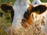Ukraina. Krowy pierwiastki od 700 zl/szt.Mleko 4% cena 0,40 zl/litr