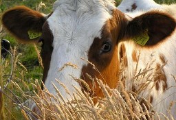 Ukraina. Krowy pierwiastki od 700 zl/szt.Mleko 4% cena 0,40 zl/litr