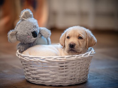 Labrador Retriever szczenięta z rodowodem ZKwP FCI po Championie-1